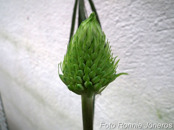 Veltheimia capensis