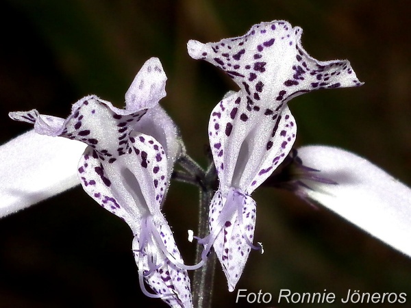 Mona lavender plectranthus