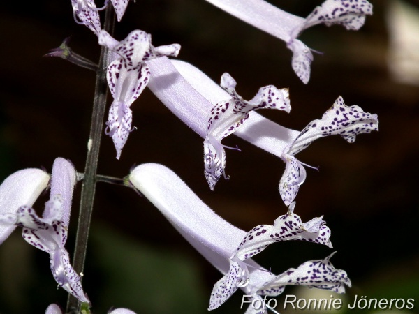 Mona lavender plectranthus