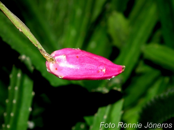 Epiphyllum phyllanthus frukt