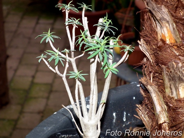 Euphorbia balsamifera