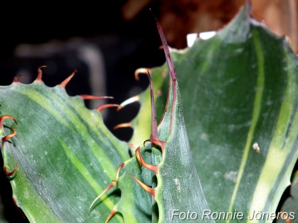 Agave parrasana fireball