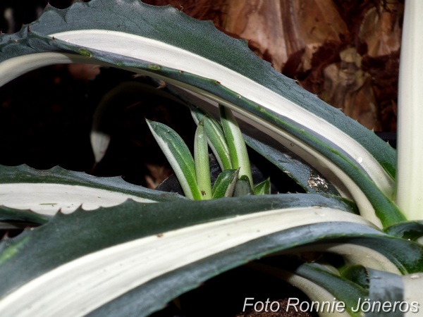 Agave mediopicta alba