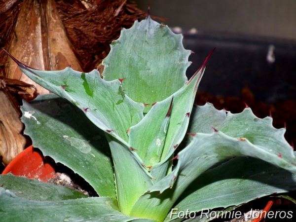 Agave Ovatifolia