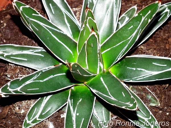 Agave viktoria regina / drottning agave