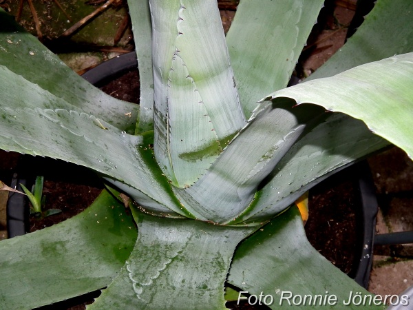 Agave americana