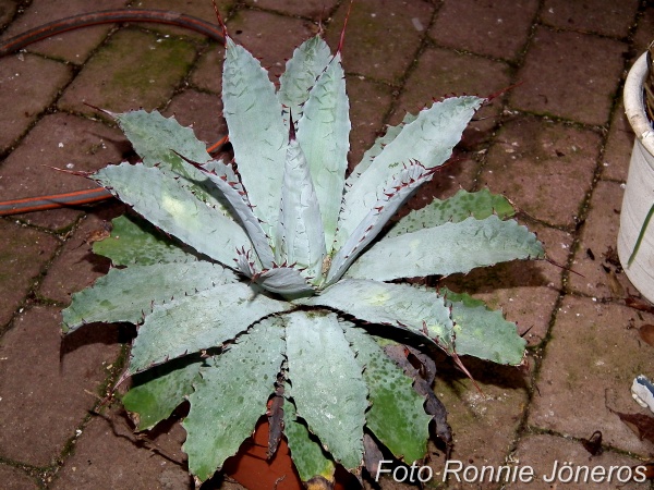 Agave colorata