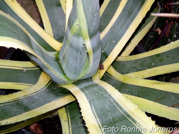 agave americana Marginata