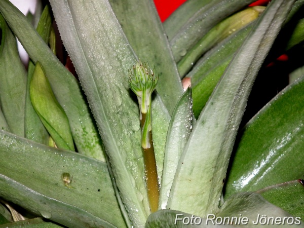 gasteria acinacifolia