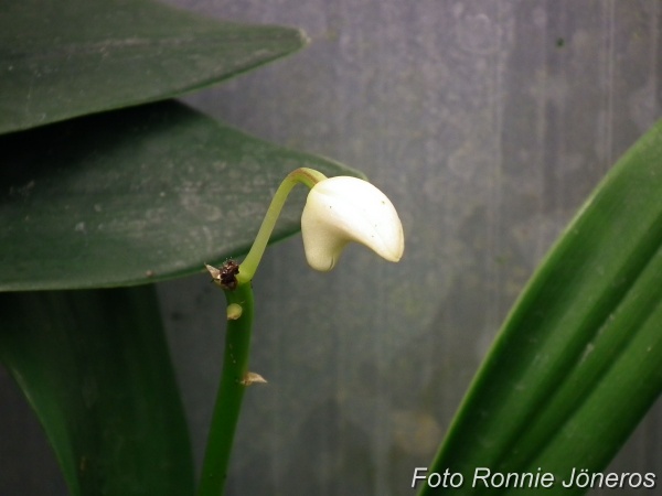 Dendrobium kingianum alba