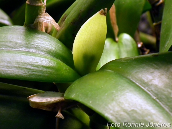 Cattleya jewel box