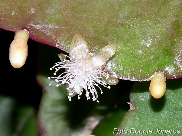 Rhipsalis elliptica