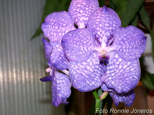 Vanda 