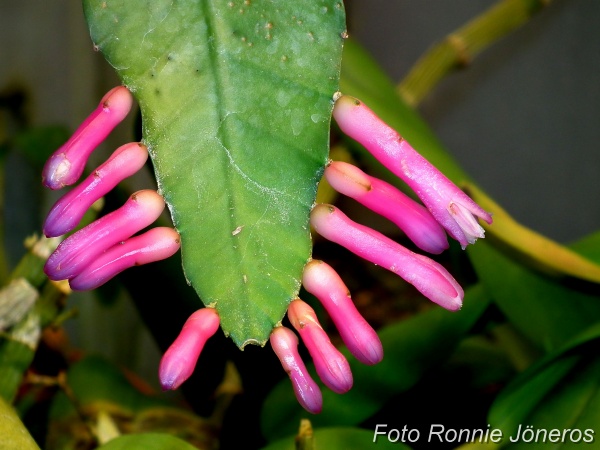 Disocactus_Amazonicus