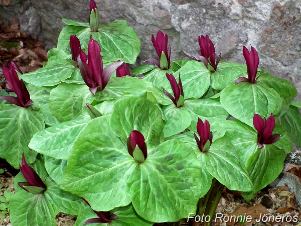 Trillium sessile