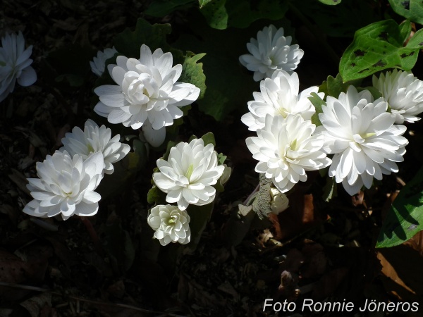 sanguinaria plena