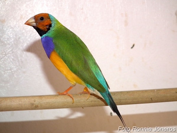 gouldsamadin