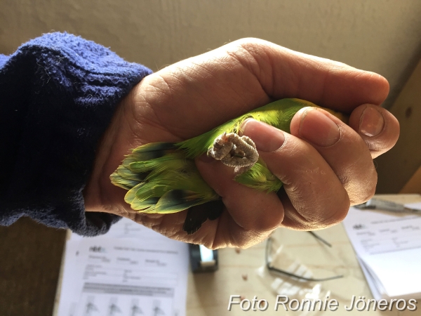 Agapornis personata