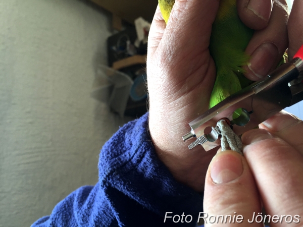 Agapornis personata
