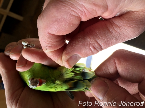 Agapornis personata