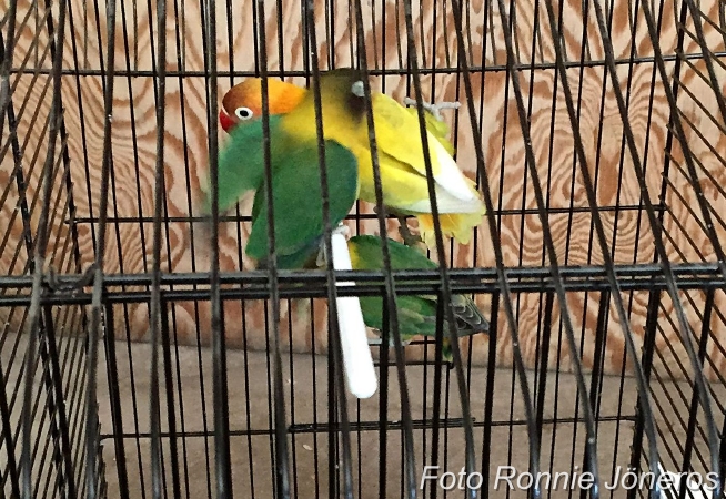 Agapornis personata